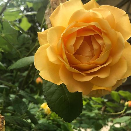 Healing Waters Sanctuary For Exclusive Private Hire And Self Catering Board, Vegetarian, Alcohol & Wifi Free Retreat In Glastonbury Exteriör bild